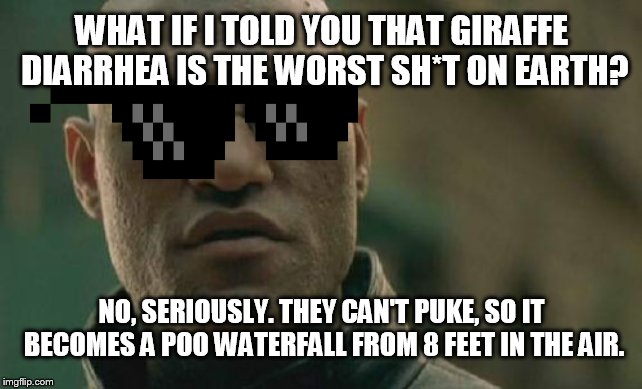 Matrix and the giraffe diarrhea. | WHAT IF I TOLD YOU THAT GIRAFFE DIARRHEA IS THE WORST SH*T ON EARTH? NO, SERIOUSLY. THEY CAN'T PUKE, SO IT BECOMES A POO WATERFALL FROM 8 FEET IN THE AIR. | image tagged in memes,matrix morpheus,giraffe,poop,diarrhea | made w/ Imgflip meme maker