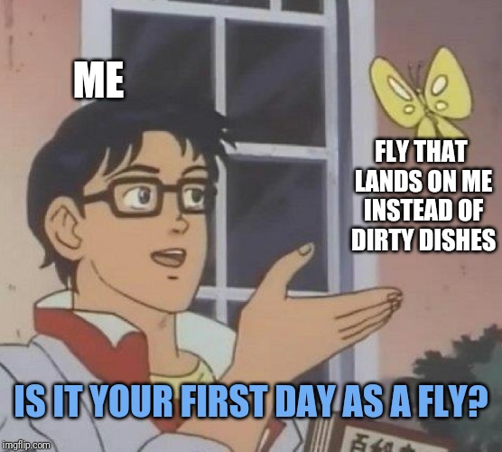 Think about your training | ME; FLY THAT LANDS ON ME INSTEAD OF DIRTY DISHES; IS IT YOUR FIRST DAY AS A FLY? | image tagged in memes,is this a pigeon | made w/ Imgflip meme maker