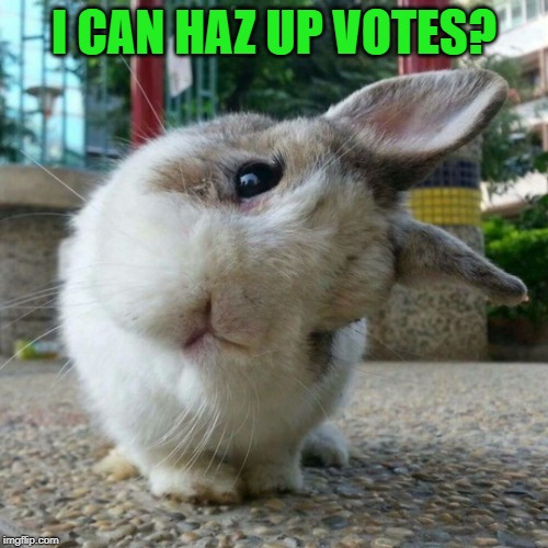 Cute Bunny | I CAN HAZ UP VOTES? | image tagged in cute bunny,nixieknox,memes | made w/ Imgflip meme maker