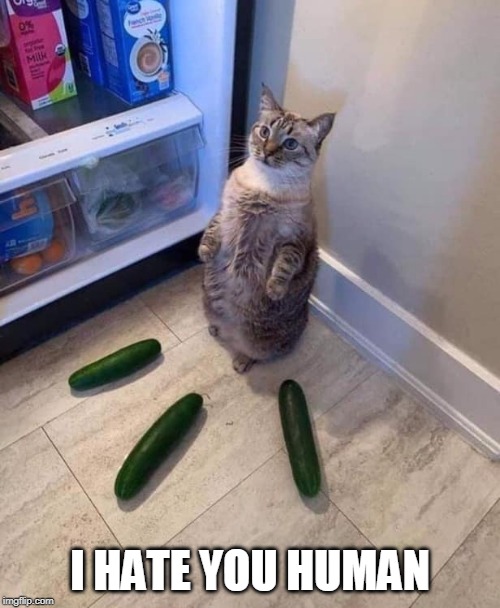 CUCUMBER | I HATE YOU HUMAN | image tagged in cucumber,cat | made w/ Imgflip meme maker
