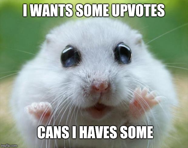 Hamster cute | I WANTS SOME UPVOTES; CANS I HAVES SOME | image tagged in hamster cute | made w/ Imgflip meme maker