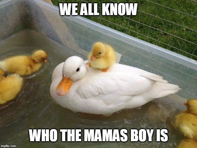 MAMAS BOY | WE ALL KNOW; WHO THE MAMAS BOY IS | image tagged in ducks,duckling,funny,fun | made w/ Imgflip meme maker