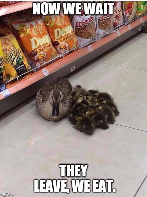 STORE DUCK | NOW WE WAIT; THEY LEAVE, WE EAT. | image tagged in store ducks,duckling,ducks,funny | made w/ Imgflip meme maker