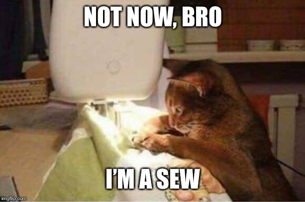 RayCat workshop | NOT NOW, BRO; I’M A SEW | image tagged in memes,raycat | made w/ Imgflip meme maker