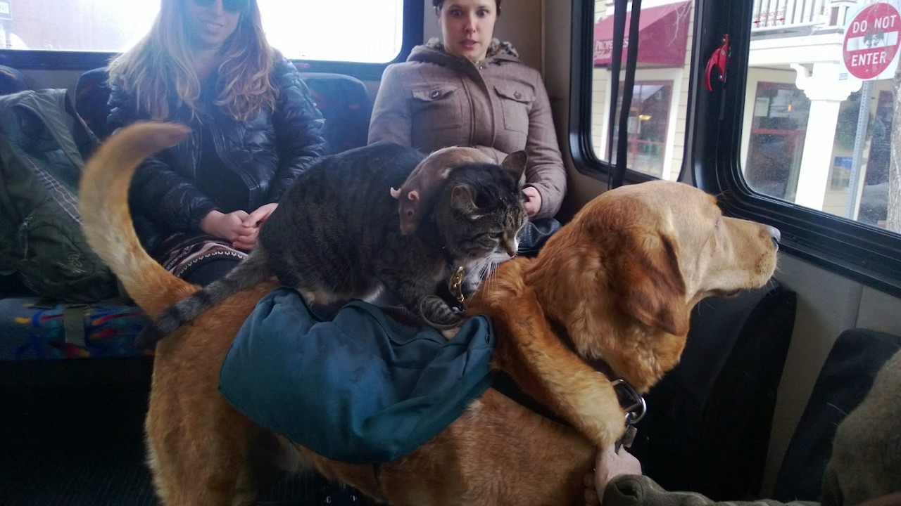 A rat on cat on dog on bus Blank Meme Template