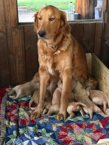 High Quality Motherhood dog Blank Meme Template
