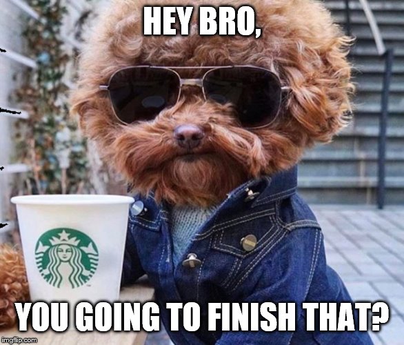 Hey brother | HEY BRO, YOU GOING TO FINISH THAT? | image tagged in doggo week | made w/ Imgflip meme maker