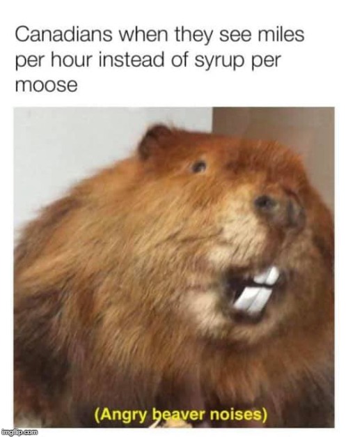 The Definition of Canada | image tagged in memes,canada,beaver,canadians,meanwhile in canada,beavers | made w/ Imgflip meme maker