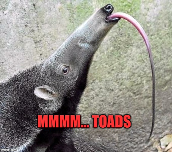 MMMM... TOADS | made w/ Imgflip meme maker