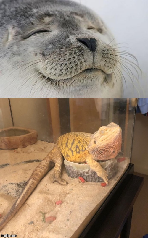 So my sister took this picture of her bearded dragon and it bears a noticeable resemblance to this meme | image tagged in memes,satisfied seal,bearded dragon | made w/ Imgflip meme maker