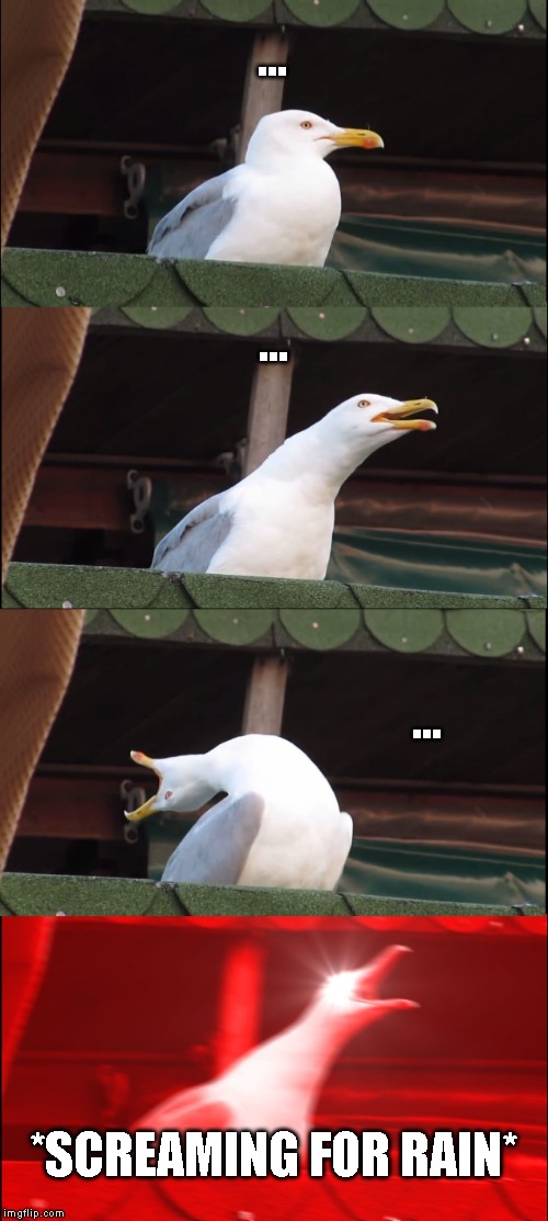 Them rain birds be like | ... ... ... *SCREAMING FOR RAIN* | image tagged in memes,inhaling seagull | made w/ Imgflip meme maker