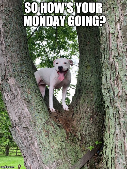 The Roving Artist | SO HOW'S YOUR MONDAY GOING? | image tagged in funny dogs,bad dog,squirrel | made w/ Imgflip meme maker