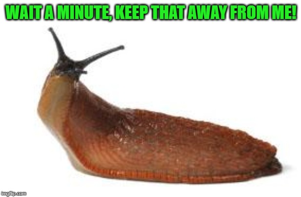 slug life | WAIT A MINUTE, KEEP THAT AWAY FROM ME! | image tagged in slug life | made w/ Imgflip meme maker