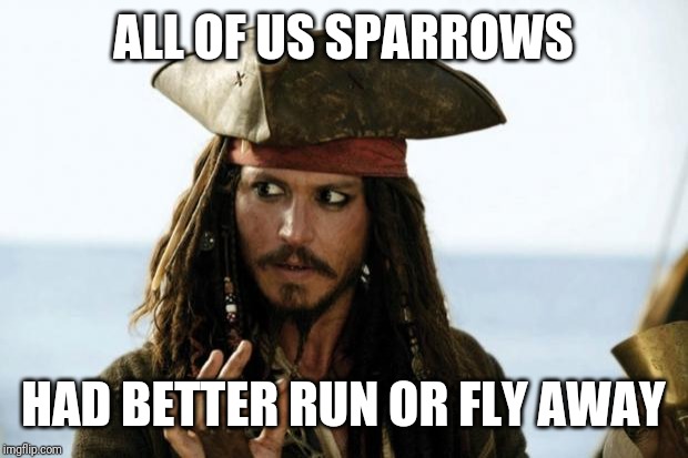 Jack Sparrow Pirate | ALL OF US SPARROWS HAD BETTER RUN OR FLY AWAY | image tagged in jack sparrow pirate | made w/ Imgflip meme maker