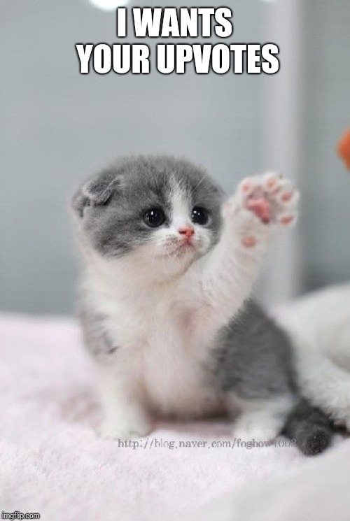 cute cat | I WANTS YOUR UPVOTES | image tagged in cute cat | made w/ Imgflip meme maker
