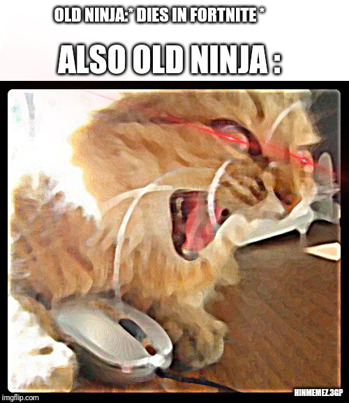 rage cat | OLD NINJA:* DIES IN FORTNITE *; ALSO OLD NINJA :; HINMEMEZ.3GP | image tagged in rage cat | made w/ Imgflip meme maker