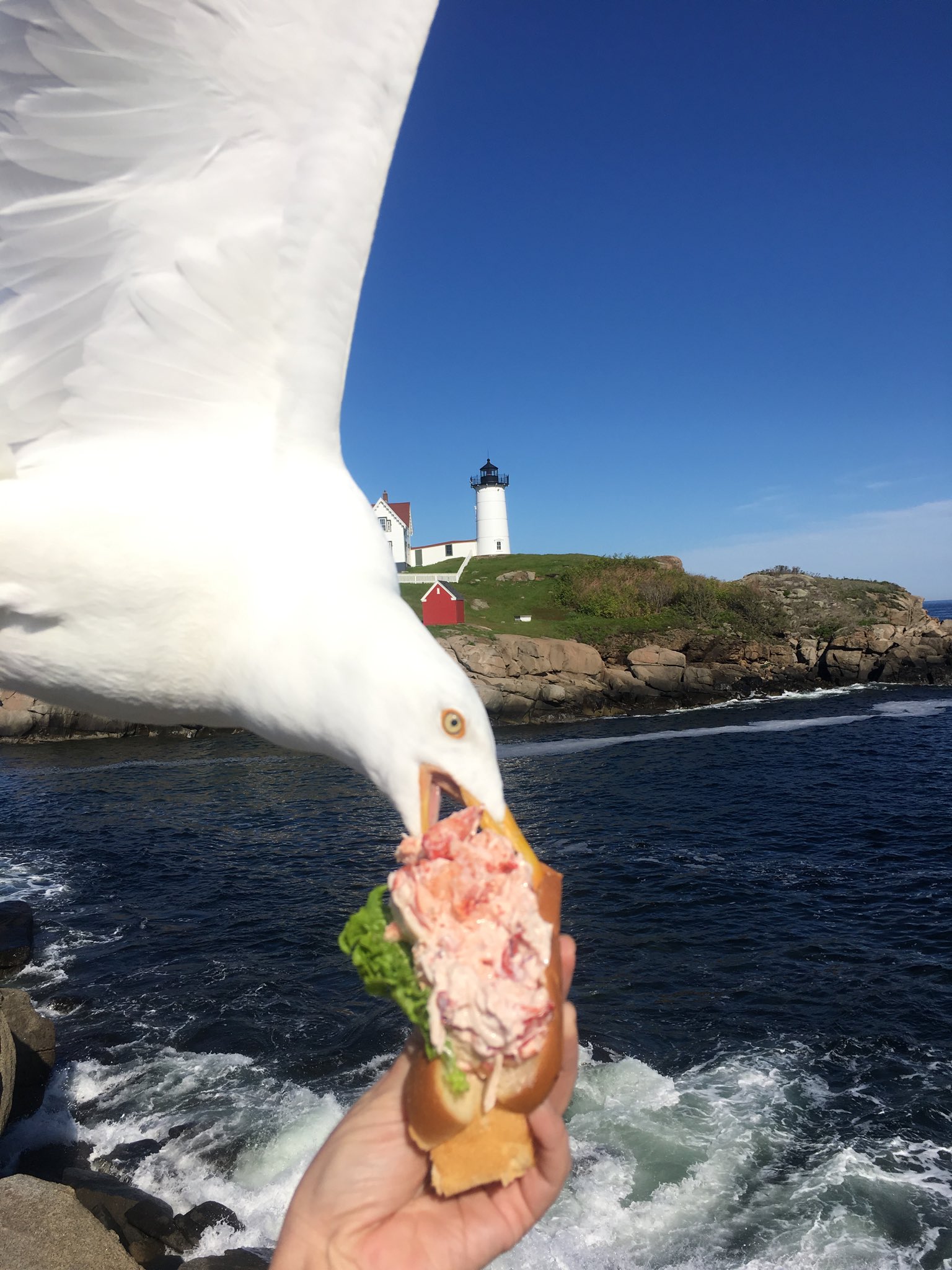 seagull eats lobster roll Blank Meme Template