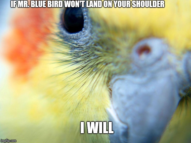 My sister has a cockatiel and they and he is the cutest thing I've ever met | IF MR. BLUE BIRD WON'T LAND ON YOUR SHOULDER; I WILL | image tagged in cockatiel | made w/ Imgflip meme maker