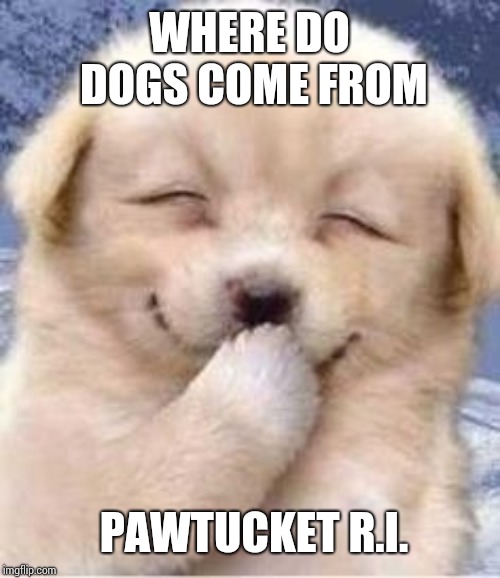 laughing cute puppy, by MEMEPRO1 | WHERE DO DOGS COME FROM; PAWTUCKET R.I. | image tagged in laughing cute puppy by memepro1 | made w/ Imgflip meme maker