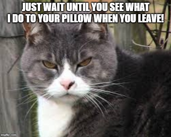 mean cat hmmm | JUST WAIT UNTIL YOU SEE WHAT I DO TO YOUR PILLOW WHEN YOU LEAVE! | image tagged in mean cat hmmm | made w/ Imgflip meme maker