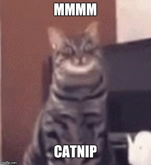 Catnip | MMMM CATNIP | image tagged in catnip | made w/ Imgflip meme maker