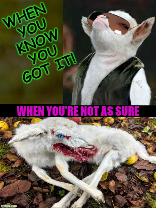 WHEN YOU KNOW YOU GOT IT! WHEN YOU'RE NOT AS SURE | image tagged in proud baby goat | made w/ Imgflip meme maker