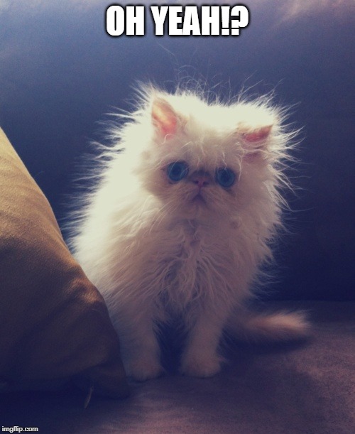 Fuzzy white kitten | OH YEAH!? | image tagged in fuzzy white kitten | made w/ Imgflip meme maker