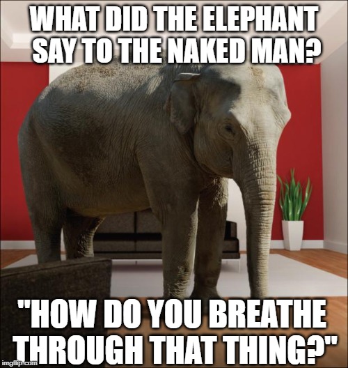Elephant Joke | WHAT DID THE ELEPHANT SAY TO THE NAKED MAN? "HOW DO YOU BREATHE THROUGH THAT THING?" | image tagged in elephant in the room | made w/ Imgflip meme maker