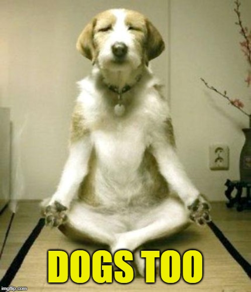 Inner Peace Dog | DOGS TOO | image tagged in inner peace dog | made w/ Imgflip meme maker