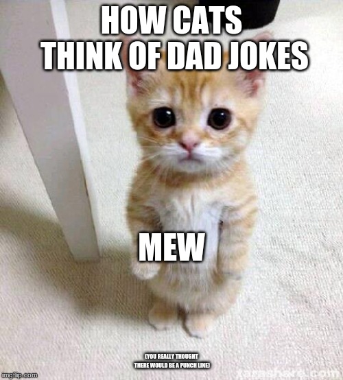 Cute Cat | HOW CATS THINK OF DAD JOKES; MEW; (YOU REALLY THOUGHT THERE WOULD BE A PUNCH LINE) | image tagged in memes,cute cat | made w/ Imgflip meme maker