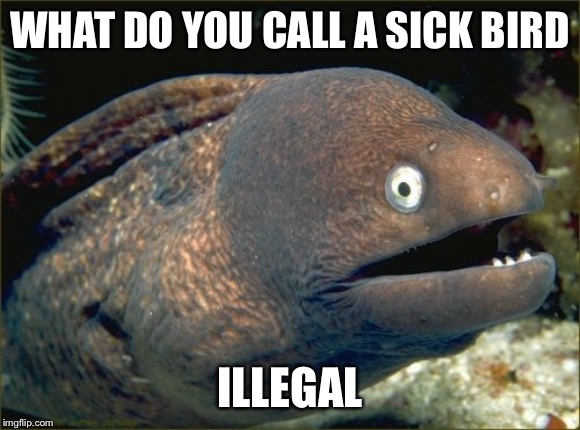 I was trying to think of a bird pun but they went over my head | WHAT DO YOU CALL A SICK BIRD; ILLEGAL | image tagged in memes,bad joke eel,puns,jokes,birds | made w/ Imgflip meme maker