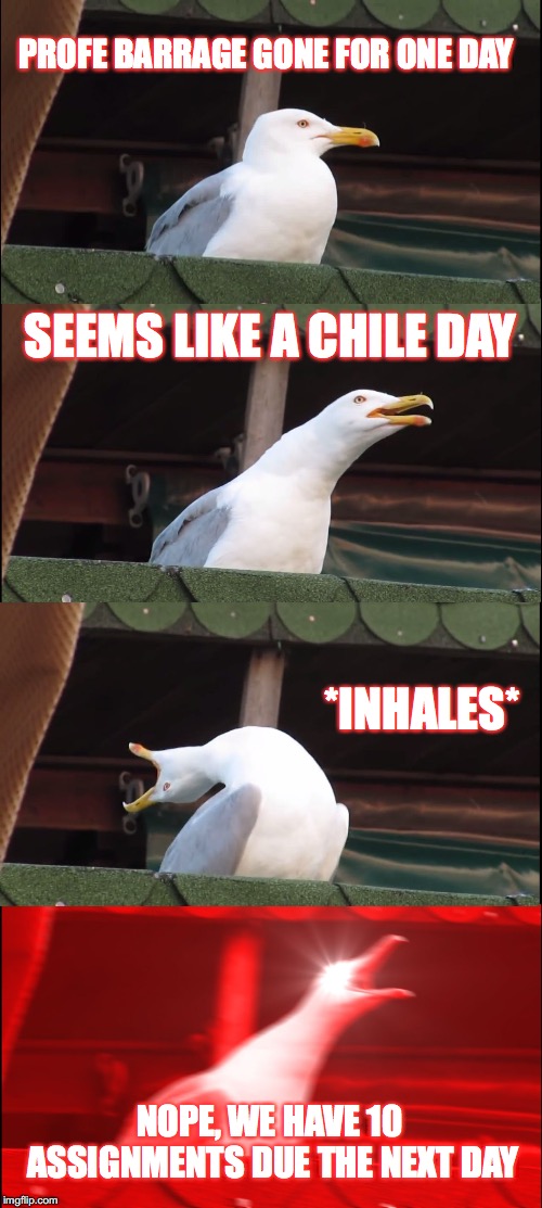 Inhaling Seagull Meme | PROFE BARRAGE GONE FOR ONE DAY; SEEMS LIKE A CHILE DAY; *INHALES*; NOPE, WE HAVE 10 ASSIGNMENTS DUE THE NEXT DAY | image tagged in memes,inhaling seagull | made w/ Imgflip meme maker