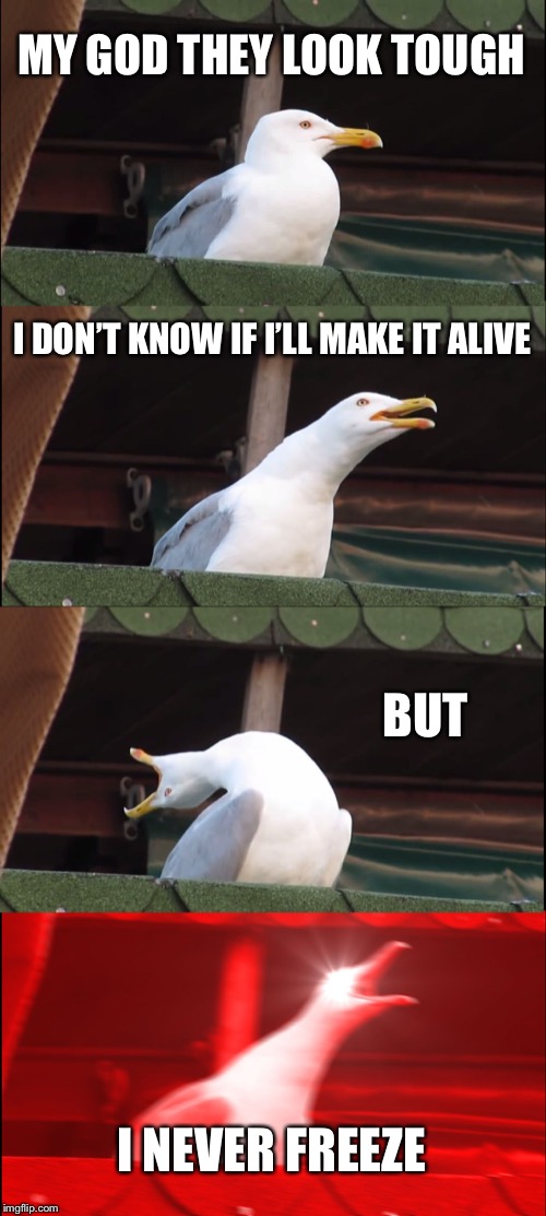 Inhaling Seagull Meme | MY GOD THEY LOOK TOUGH; I DON’T KNOW IF I’LL MAKE IT ALIVE; BUT; I NEVER FREEZE | image tagged in memes,inhaling seagull | made w/ Imgflip meme maker