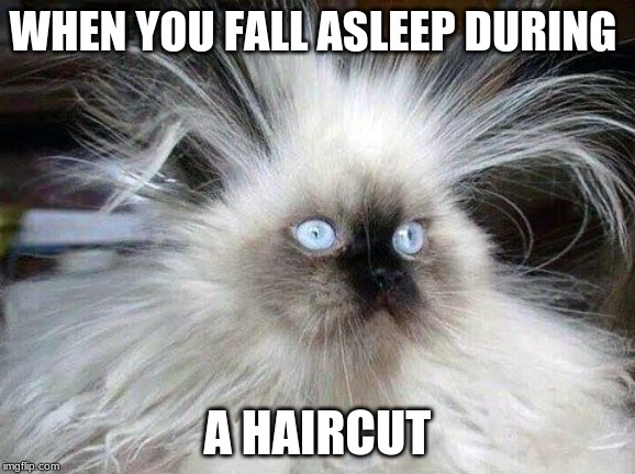Crazy Hair Cat | WHEN YOU FALL ASLEEP DURING; A HAIRCUT | image tagged in crazy hair cat | made w/ Imgflip meme maker
