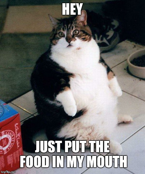Feed me | HEY; JUST PUT THE FOOD IN MY MOUTH | image tagged in fat cat,cat | made w/ Imgflip meme maker