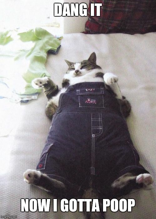 Crap | DANG IT; NOW I GOTTA POOP | image tagged in memes,fat cat | made w/ Imgflip meme maker