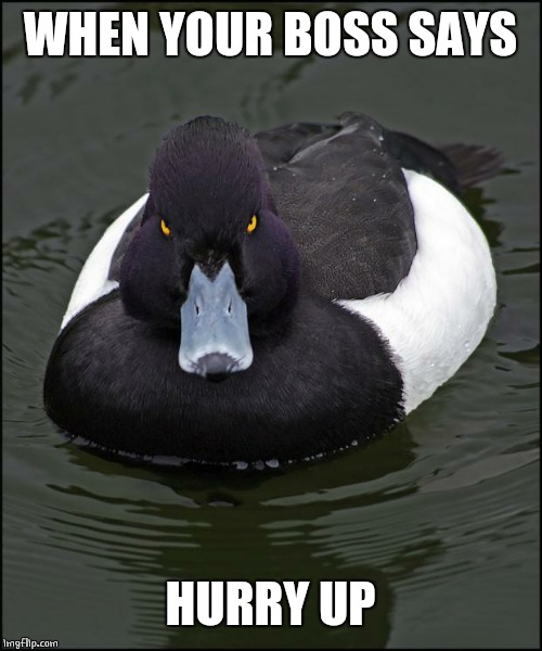 F u | WHEN YOUR BOSS SAYS; HURRY UP | image tagged in angry duck,ducks | made w/ Imgflip meme maker