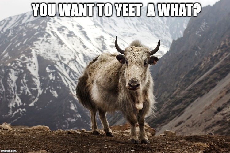 yeeting yak | YOU WANT TO YEET  A WHAT? | image tagged in yeet | made w/ Imgflip meme maker