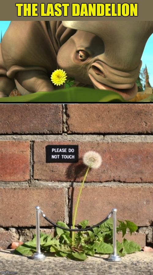 Oh my gosh, it's the last dandelion of the season! | THE LAST DANDELION | image tagged in ice age,the last dandelion,44colt,please do not touch,dandelion,flowers | made w/ Imgflip meme maker