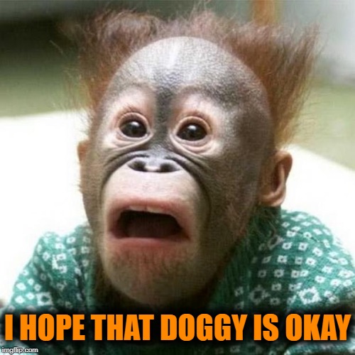 Shocked Monkey | I HOPE THAT DOGGY IS OKAY | image tagged in shocked monkey | made w/ Imgflip meme maker