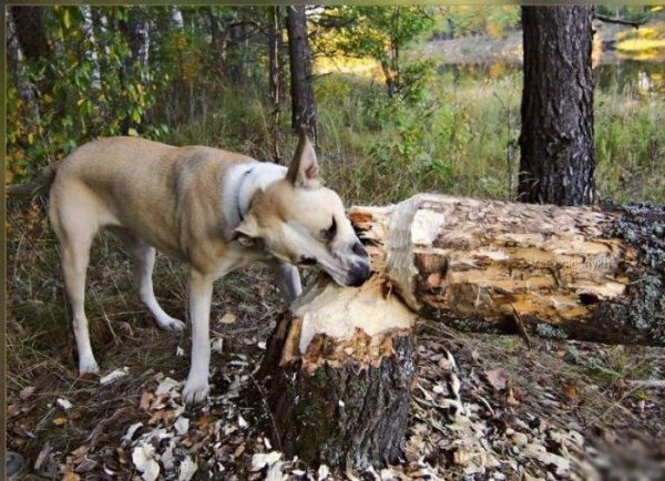 Beaver Dog Blank Meme Template