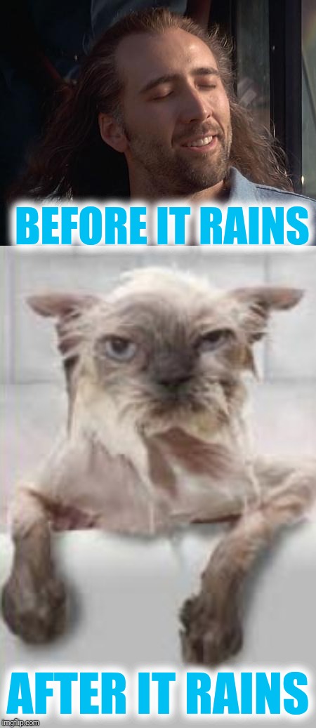 BEFORE IT RAINS AFTER IT RAINS | image tagged in wet cat,nick caged bird sings | made w/ Imgflip meme maker