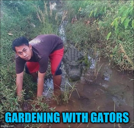 Next on the Discovery Channel | GARDENING WITH GATORS | image tagged in surprise | made w/ Imgflip meme maker