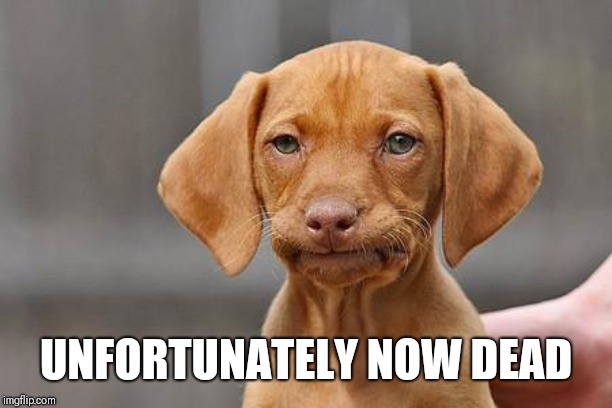 Dissapointed puppy | UNFORTUNATELY NOW DEAD | image tagged in dissapointed puppy | made w/ Imgflip meme maker