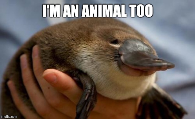 Platypus | I'M AN ANIMAL TOO | image tagged in platypus | made w/ Imgflip meme maker