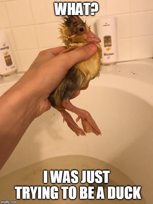 LET ME SWIM | WHAT? I WAS JUST TRYING TO BE A DUCK | image tagged in duckling,ducks | made w/ Imgflip meme maker