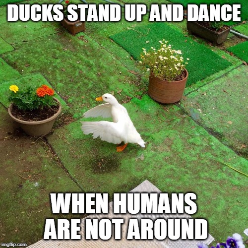 DROP THE BEAT | DUCKS STAND UP AND DANCE; WHEN HUMANS ARE NOT AROUND | image tagged in duck standing,duck,ducks,funny | made w/ Imgflip meme maker