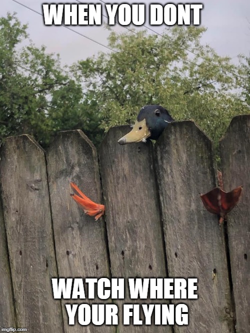 SMACK | WHEN YOU DONT; WATCH WHERE YOUR FLYING | image tagged in fence duck,duck,ducks,funny | made w/ Imgflip meme maker