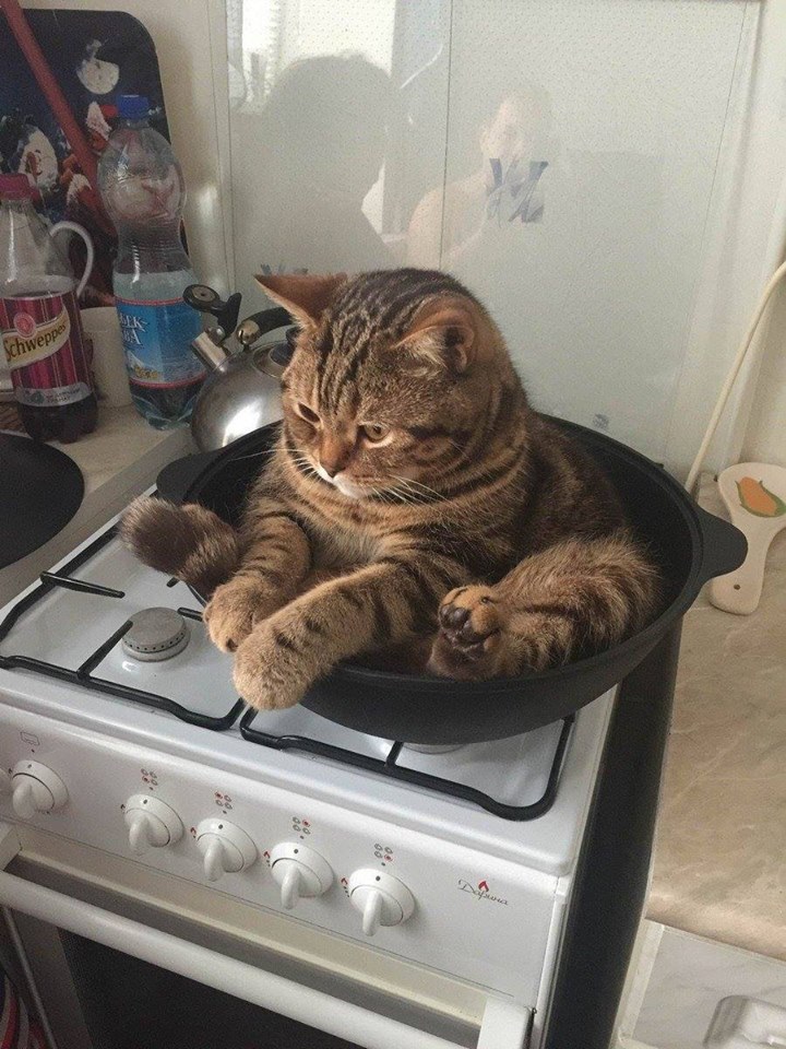 High Quality FRYING PAN CAT Blank Meme Template