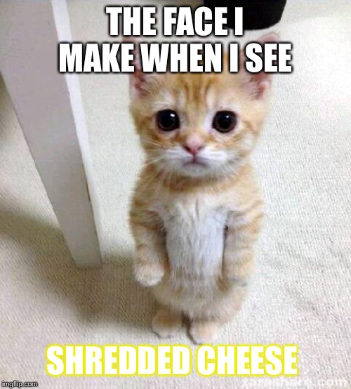 Cute Cat Meme | THE FACE I MAKE WHEN I SEE; SHREDDED CHEESE | image tagged in memes,cute cat | made w/ Imgflip meme maker